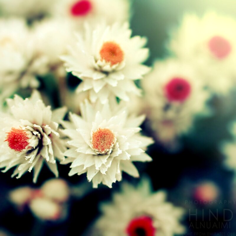 White Flowers with Red Centers — Serene