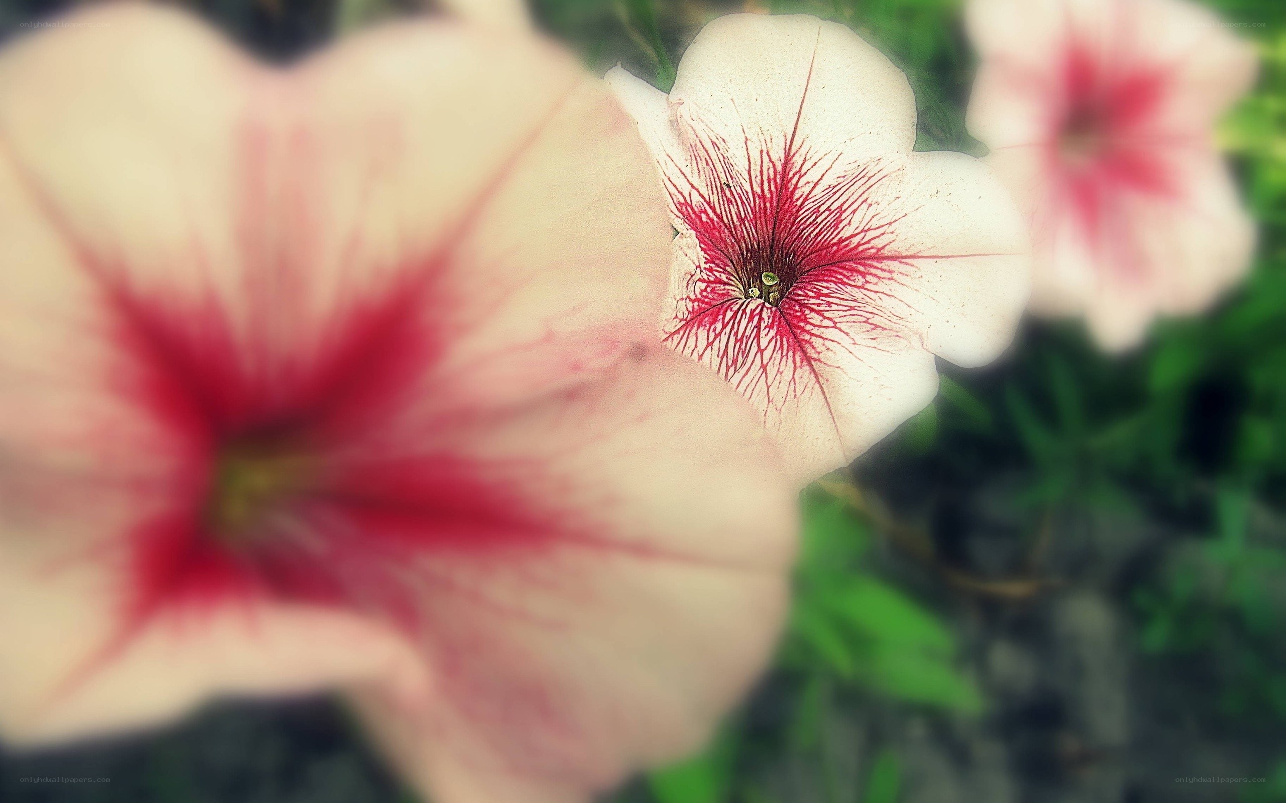 white flowers with red centers