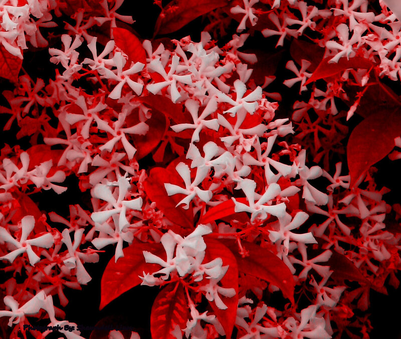 White flowers with red leaves