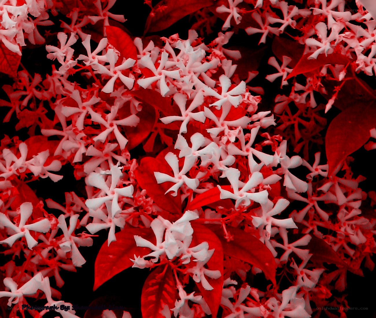 White flowers with red leaves