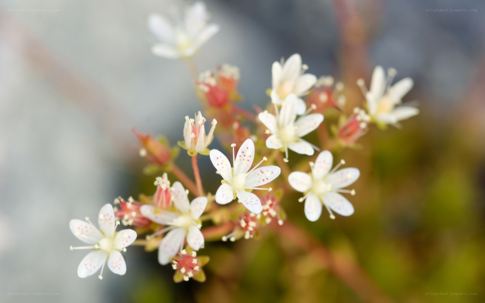 White flowers with red speckles