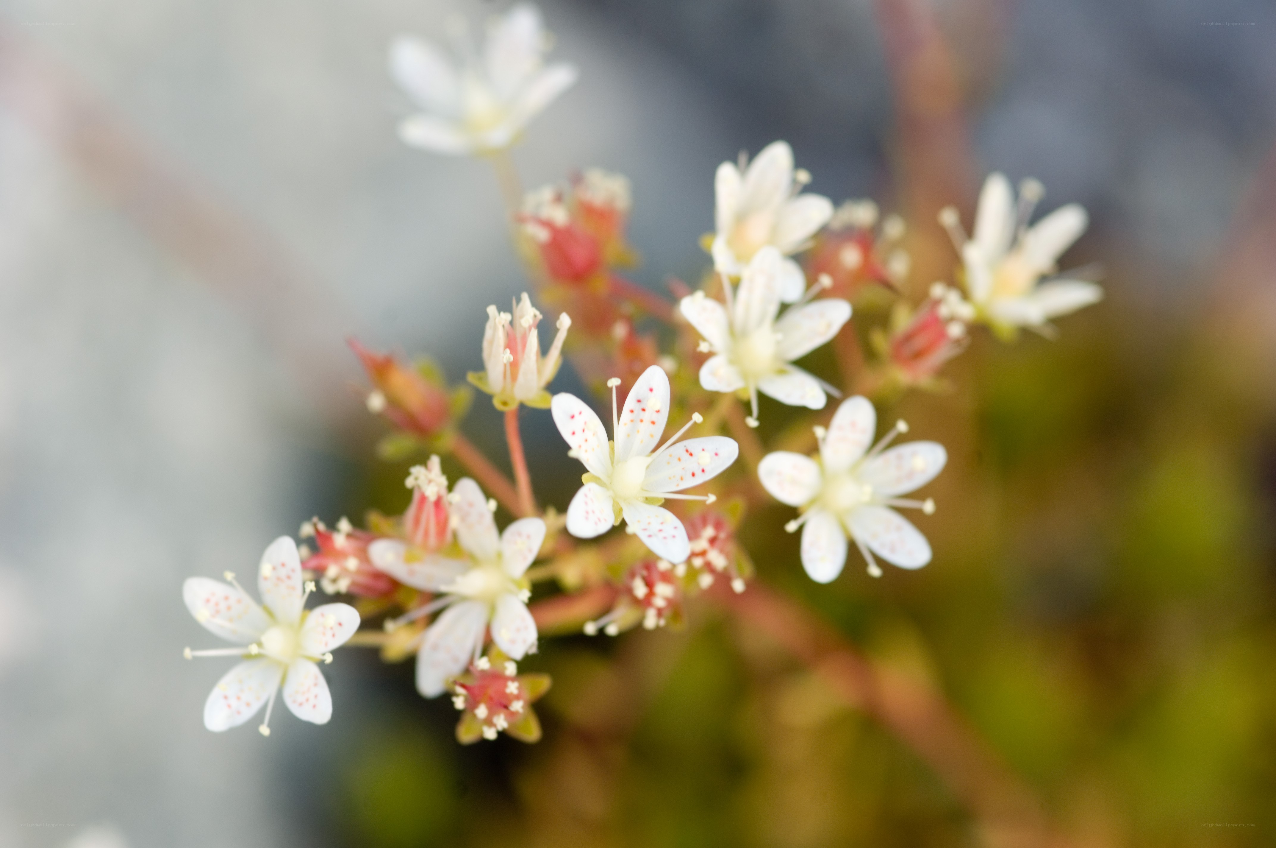 White flowers with red speckles
