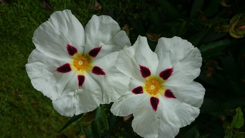 White Flowers with Red Spots