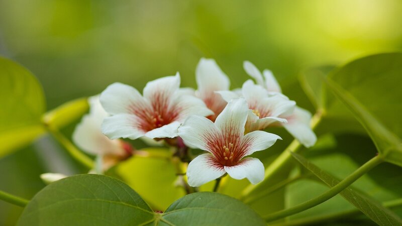 White Flowers with Red Streaks — Green