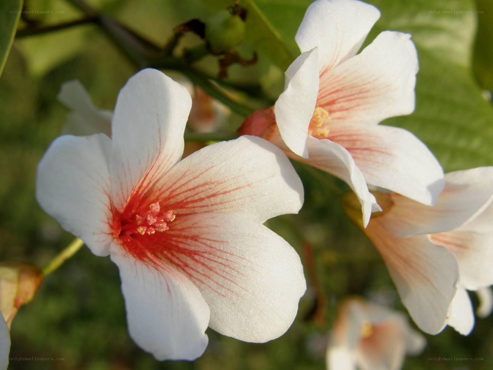 white flowers with red streaks