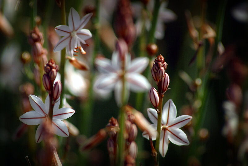 White flowers with red stripes