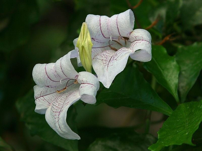 White Flowers with Red Veins