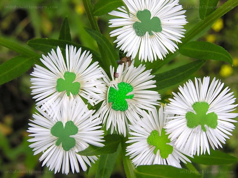 white flowers with shamrock centers