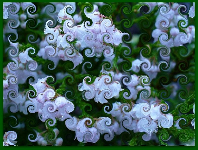 White Flowers with Swirls