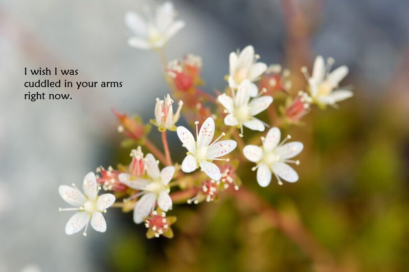 white flowers with text