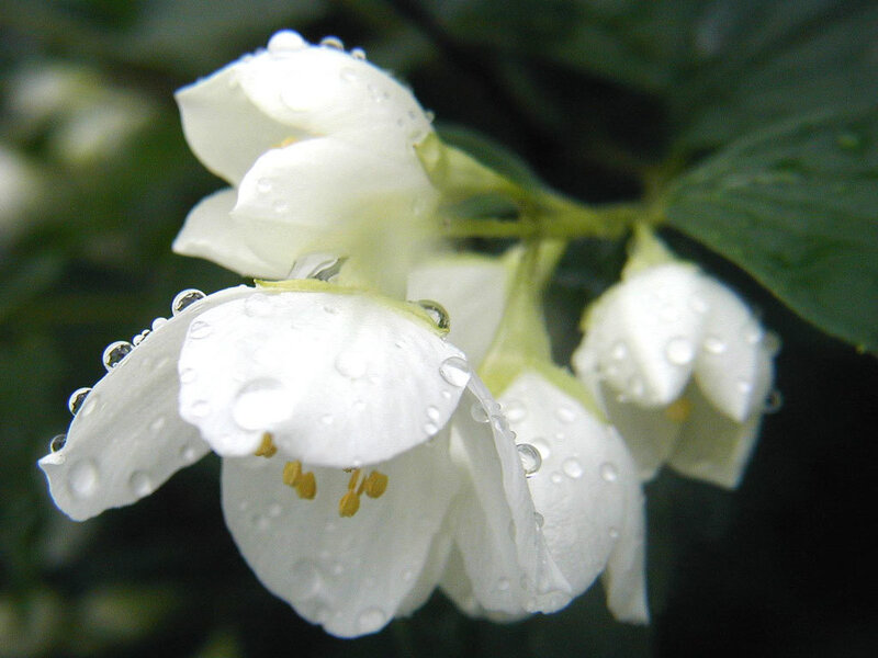 white flowers with water droplets