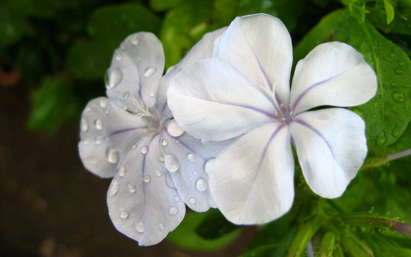 White flowers with water droplets