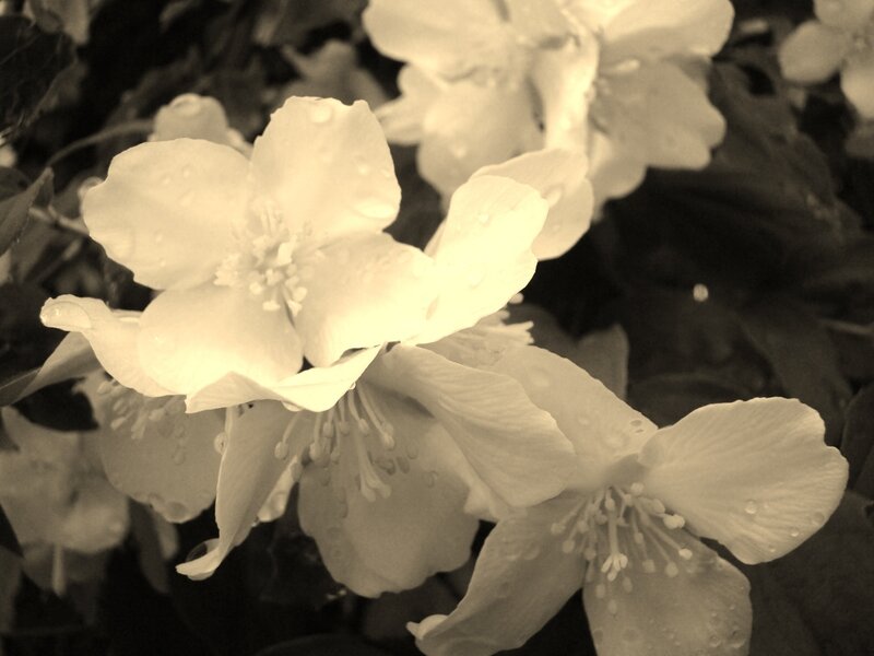 White Flowers with Water Droplets — Beige