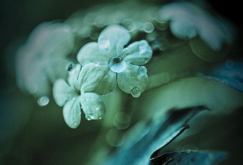 White Flowers with Water Droplets — Green