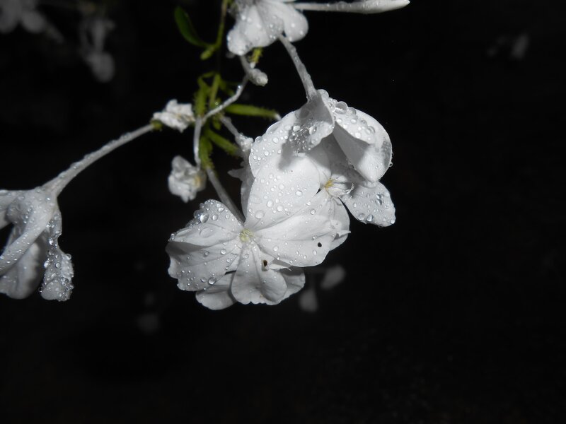 White Flowers with Water Droplets — Serene, Night