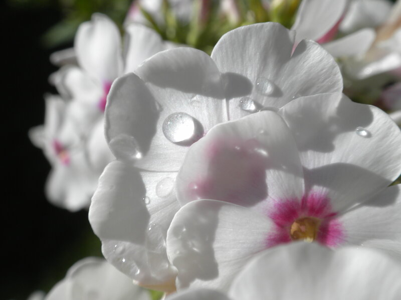 White Flowers with Water Droplets — Serene