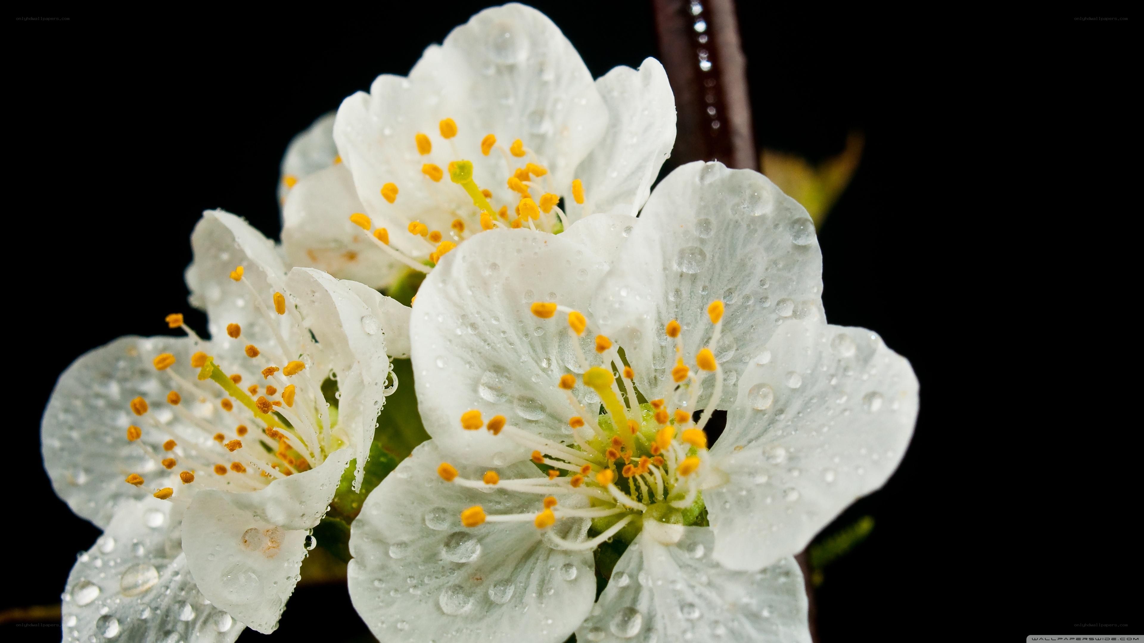White flowers with water droplets