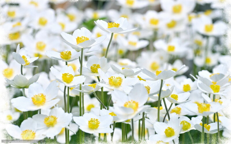White flowers with yellow centers