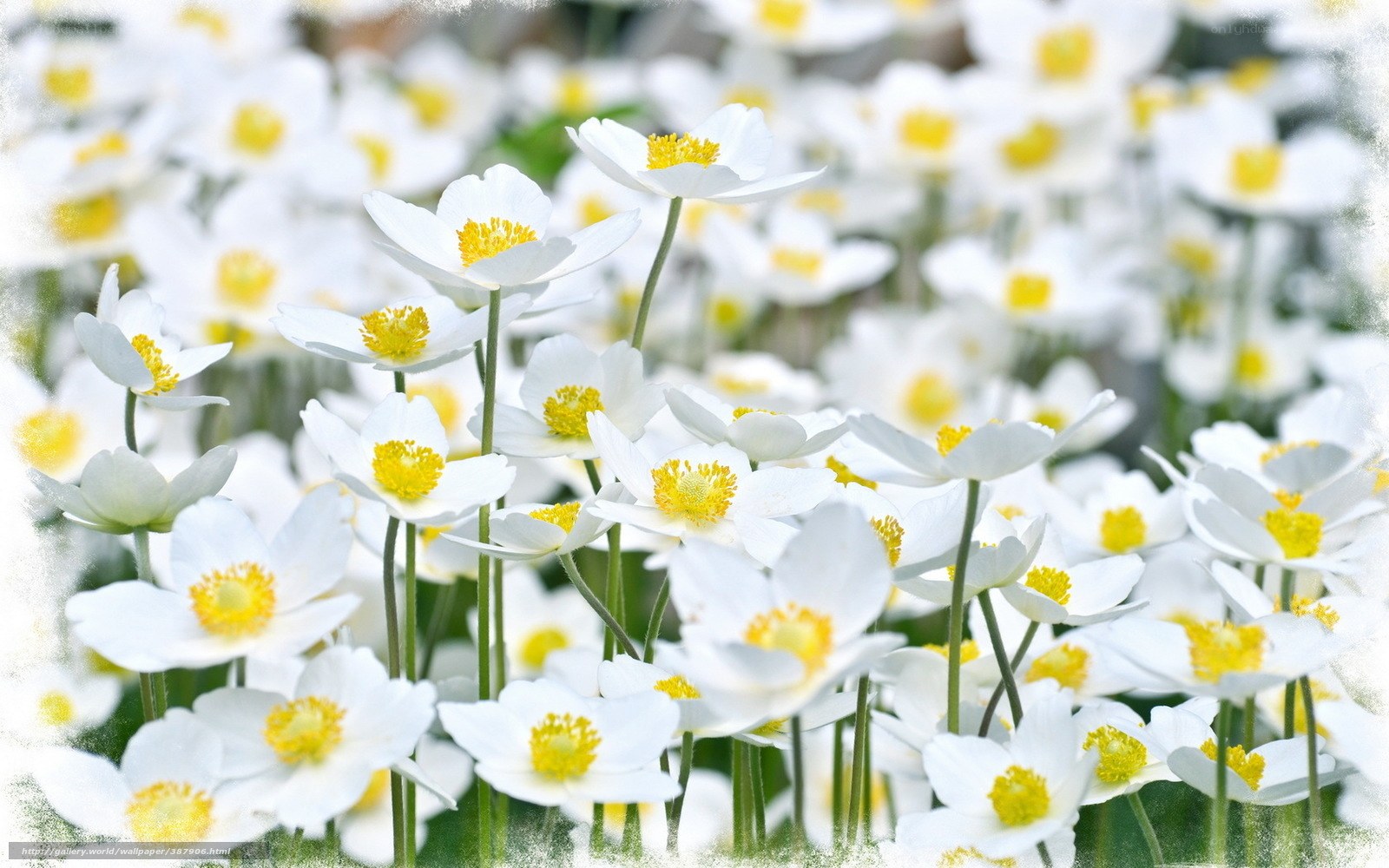 White flowers with yellow centers