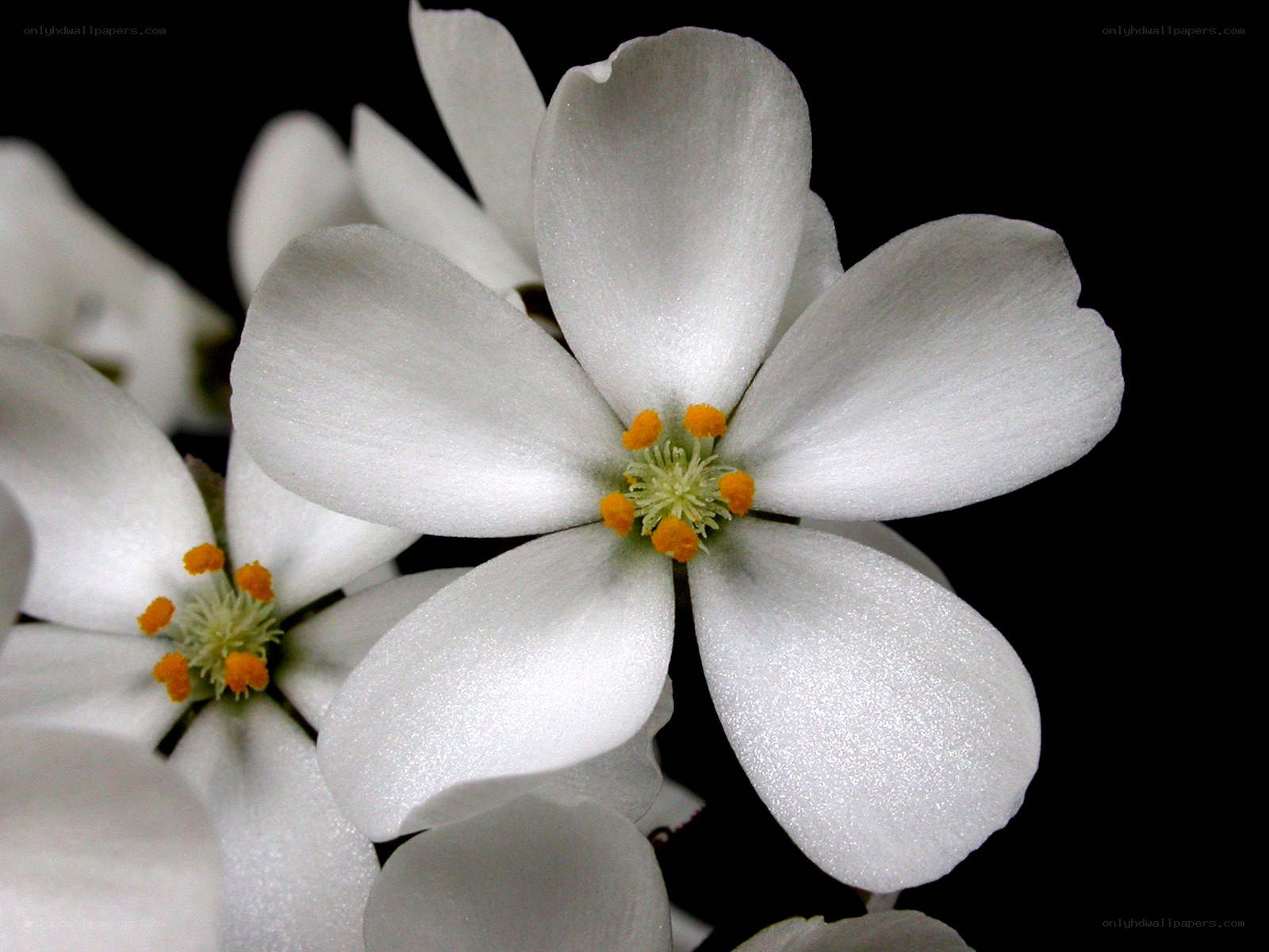 White flowers with yellow centers