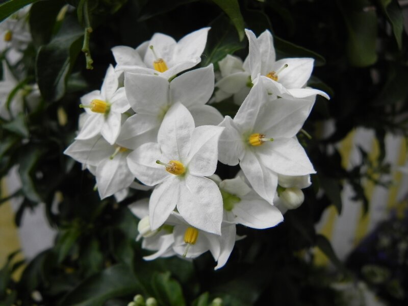 white flowers with yellow centers