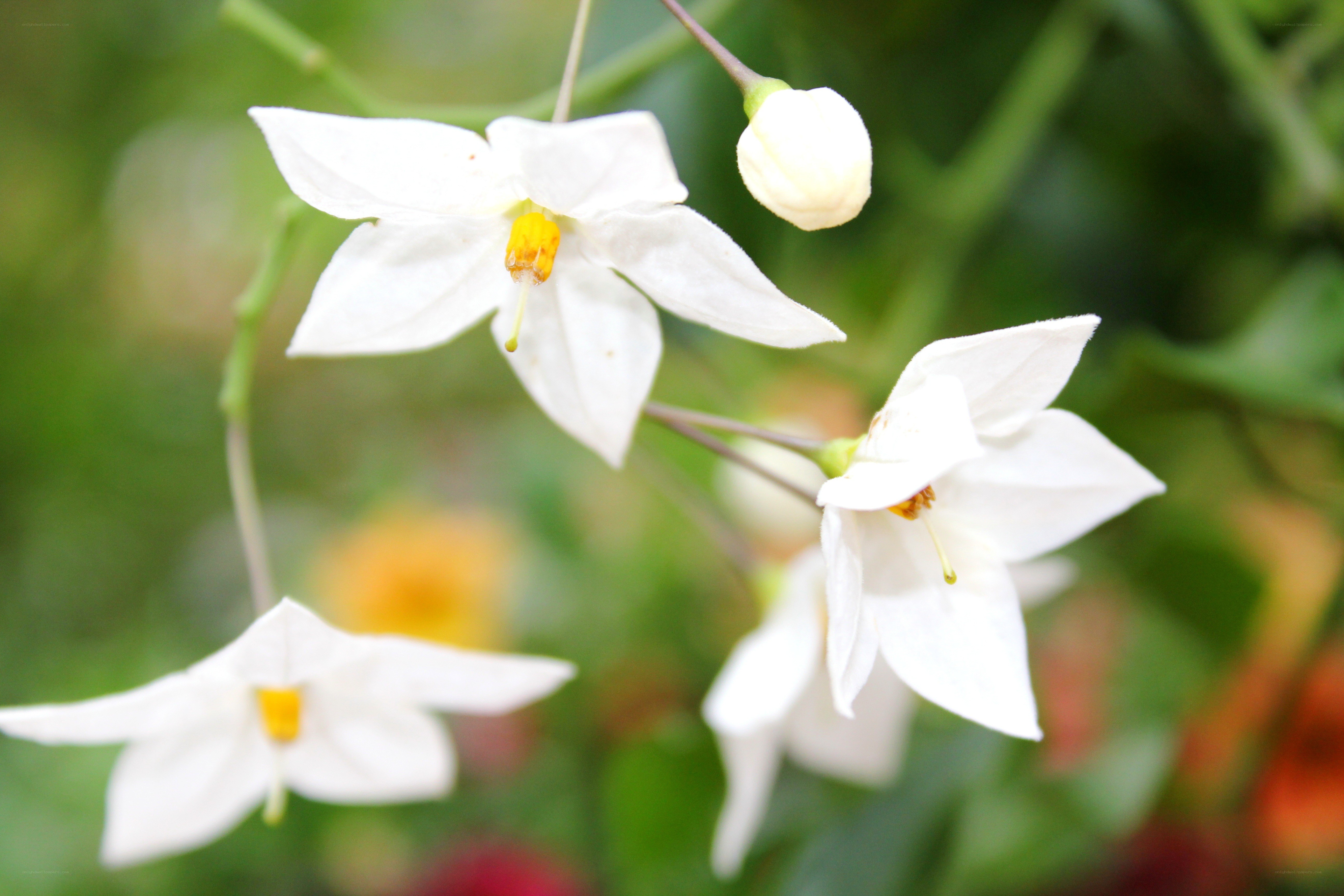 white flowers with yellow centers