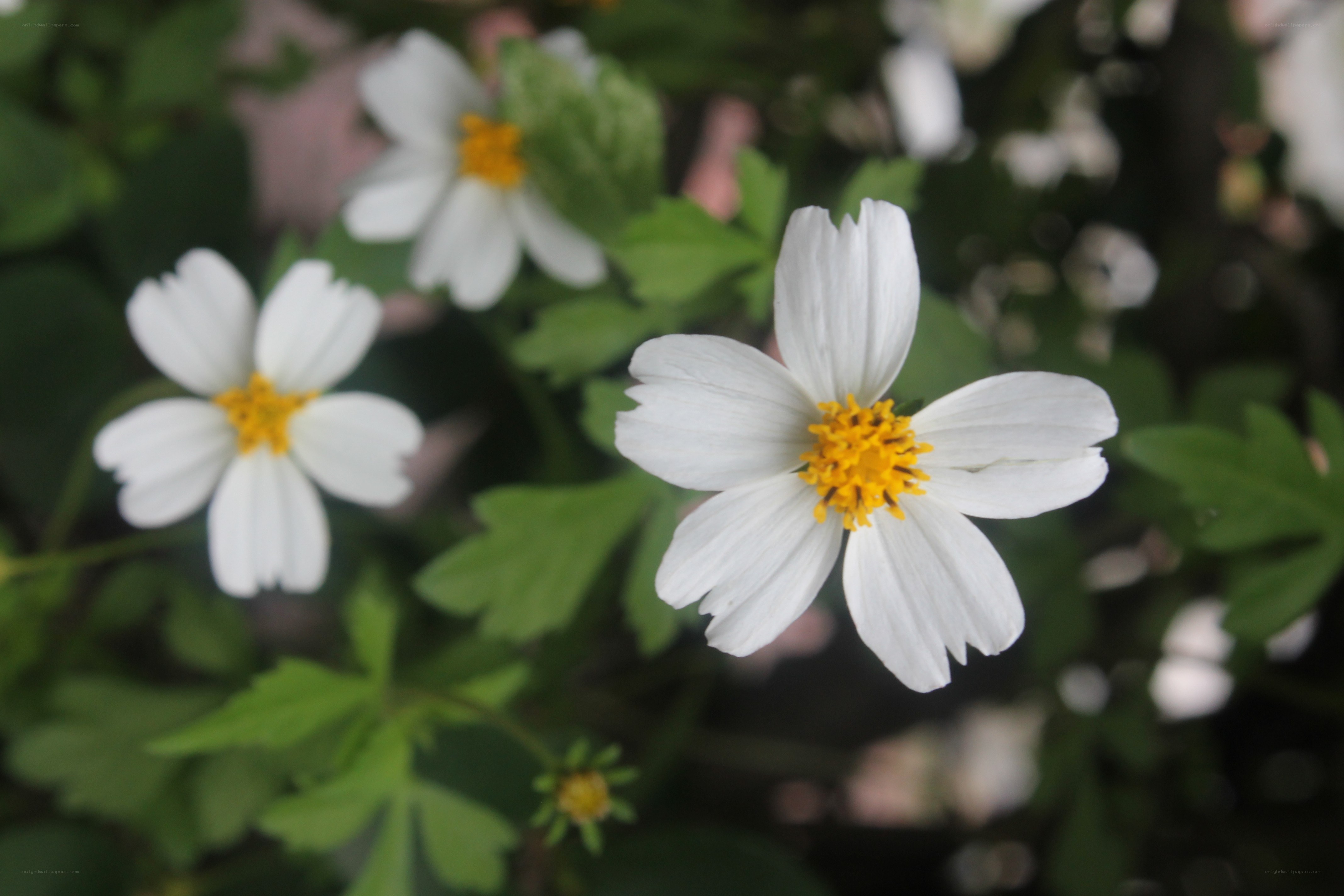White flowers with yellow centers