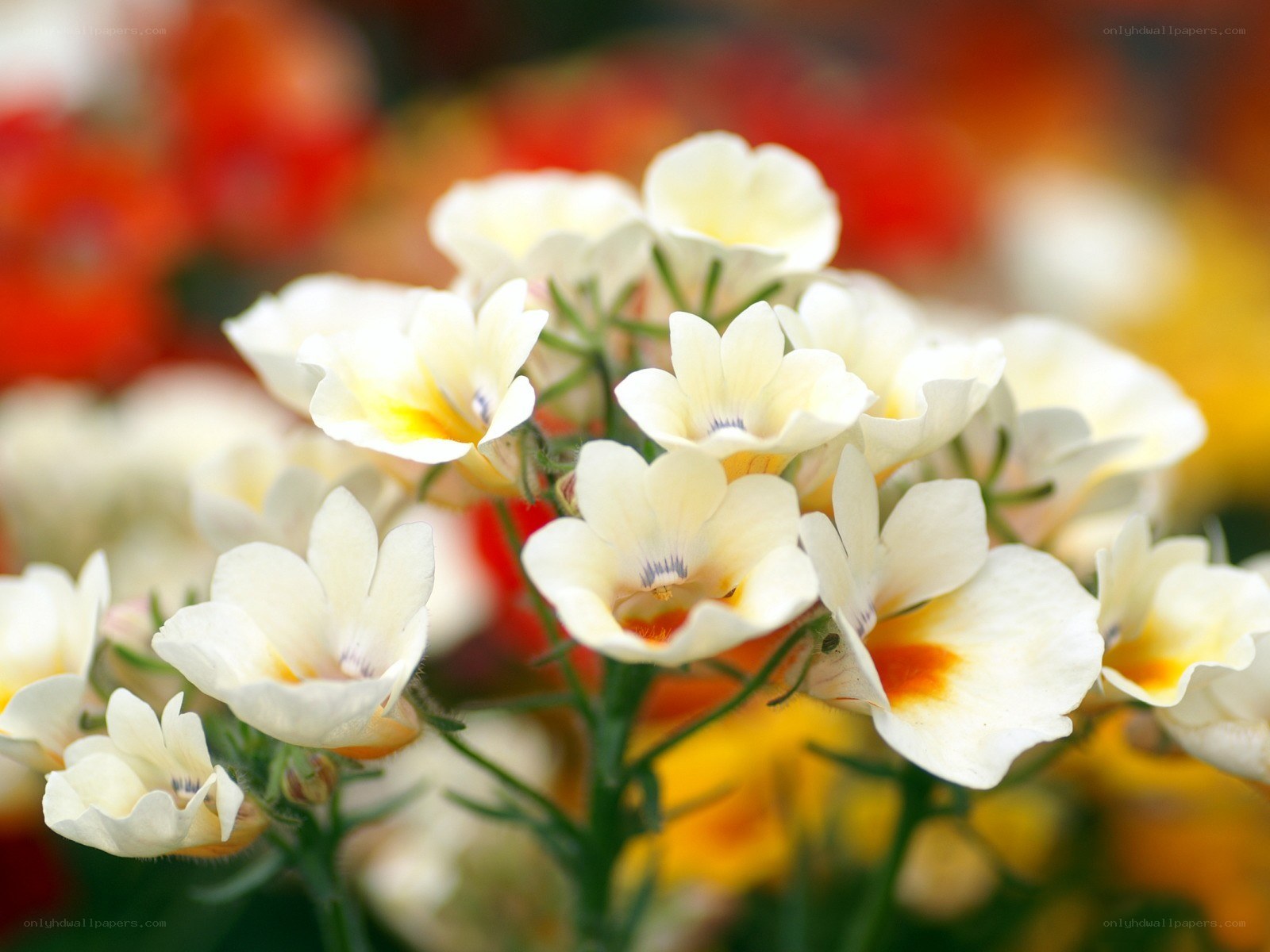 White flowers with yellow centers