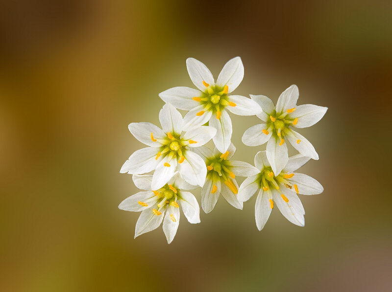 White flowers with yellow centers