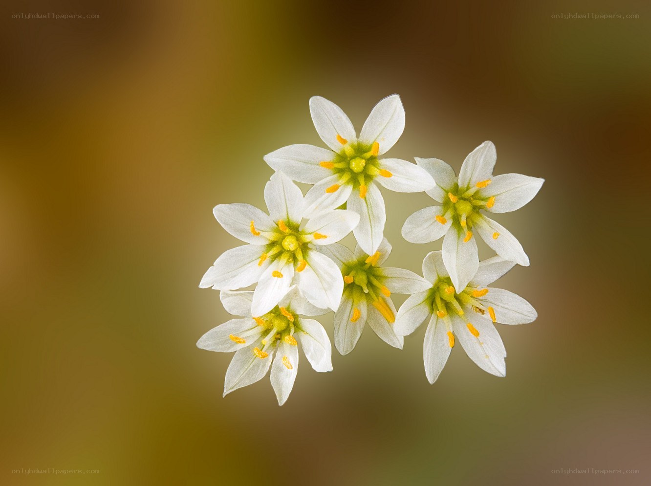 White flowers with yellow centers