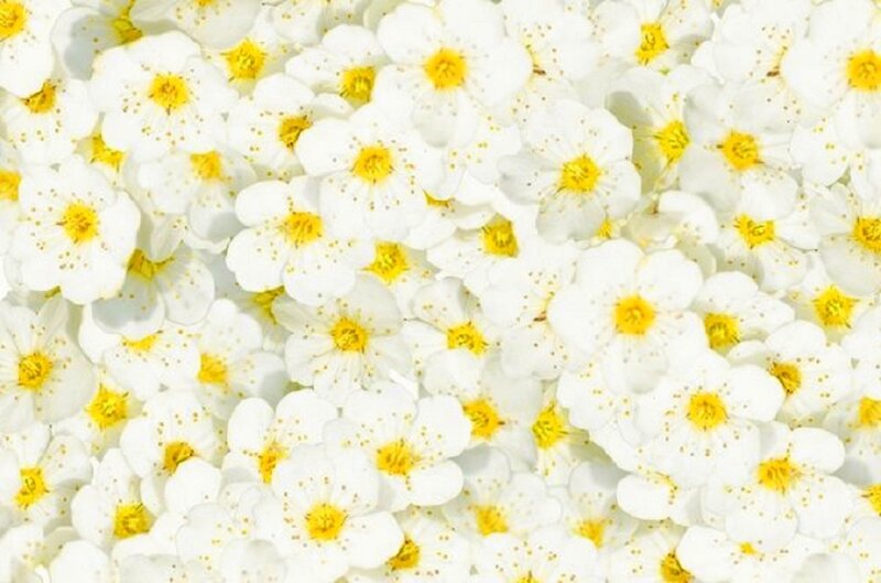 White Flowers with Yellow Centers — Calm, Spring