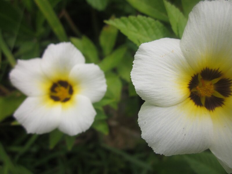 White Flowers with Yellow Centers — Calm