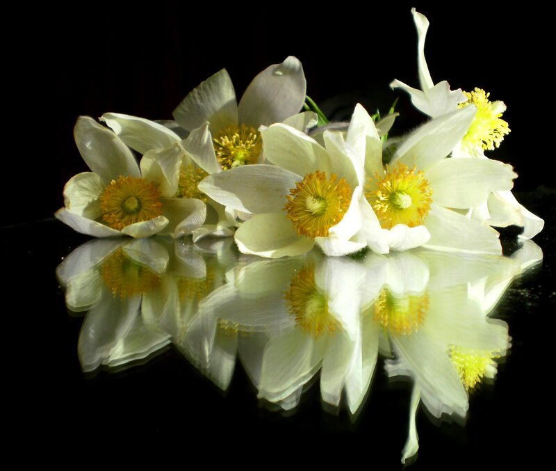 White Flowers with Yellow Centers — Dramatic, Photograph