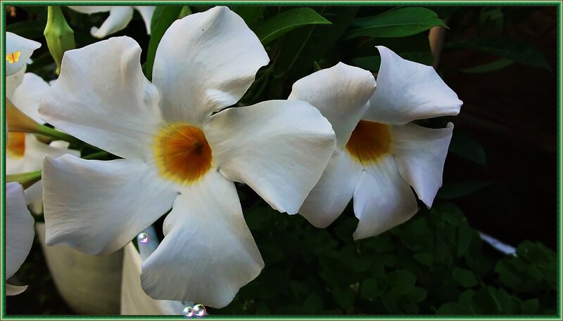 White Flowers with Yellow Centers — Serene, Afternoon