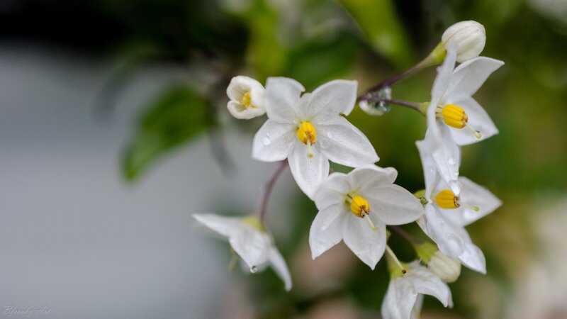 White Flowers with Yellow Centers — Serene, Photograph, Leaves