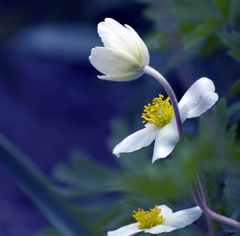 White Flowers with Yellow Centers — Serene, Photograph, Stems