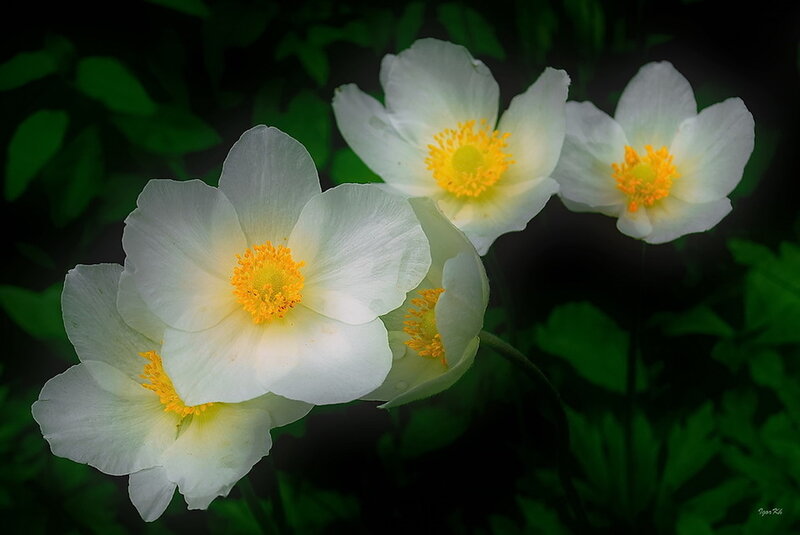 White Flowers with Yellow Centers — Serene, Photograph