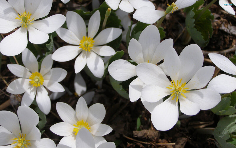 White Flowers with Yellow Centers — Serene, Spring