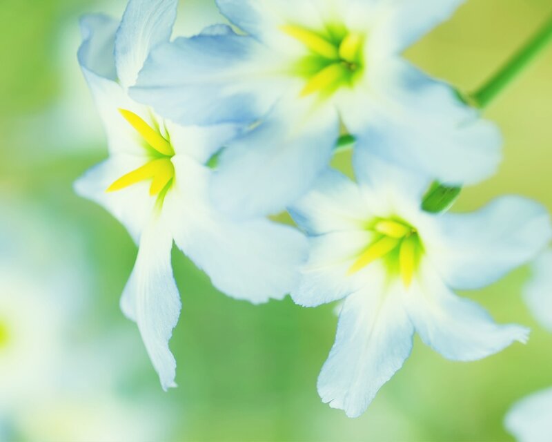White Flowers with Yellow Centers — Serene