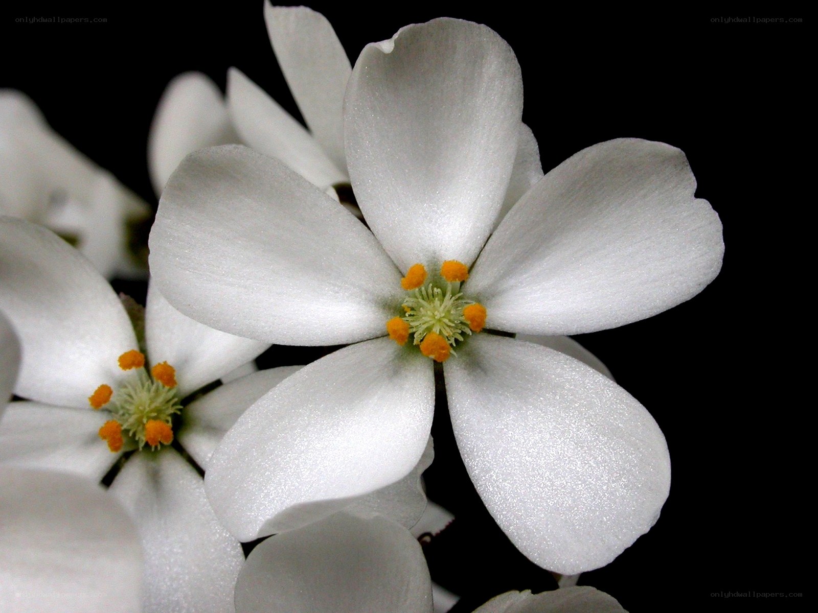 White flowers with yellow centers