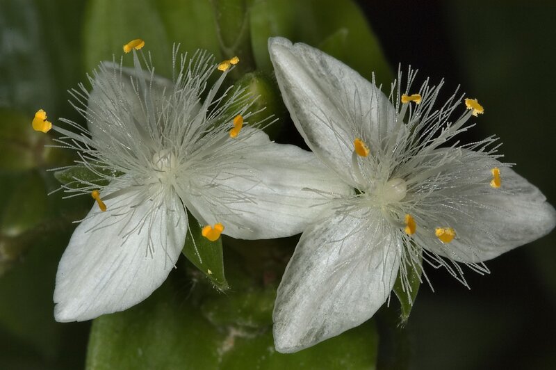 white flowers with yellow stamens