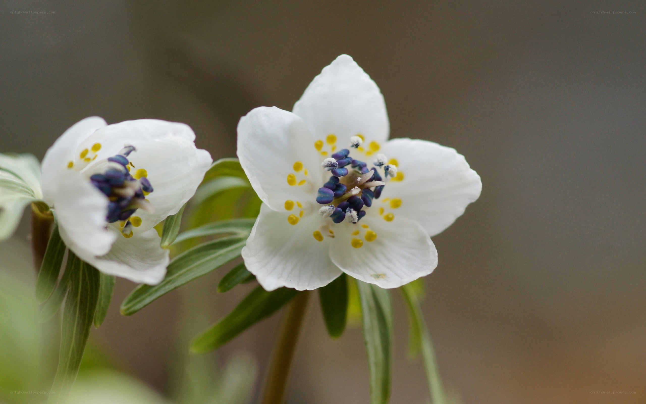 White flowers with yellow stamens