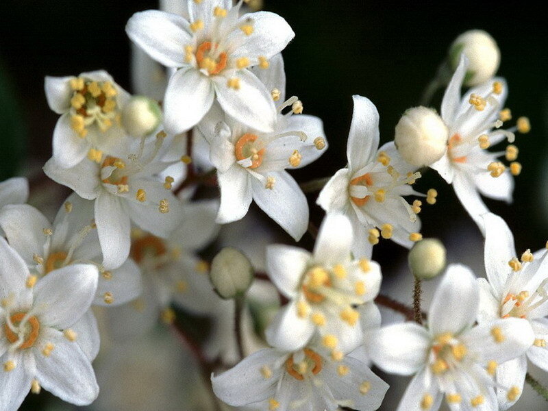 white flowers with yellow stamens