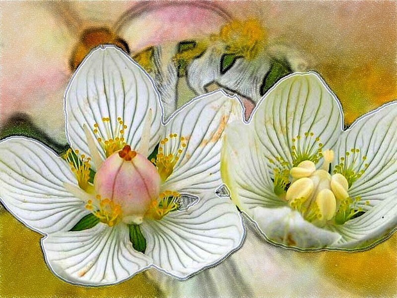 White Flowers with Yellow Stamens — Calm