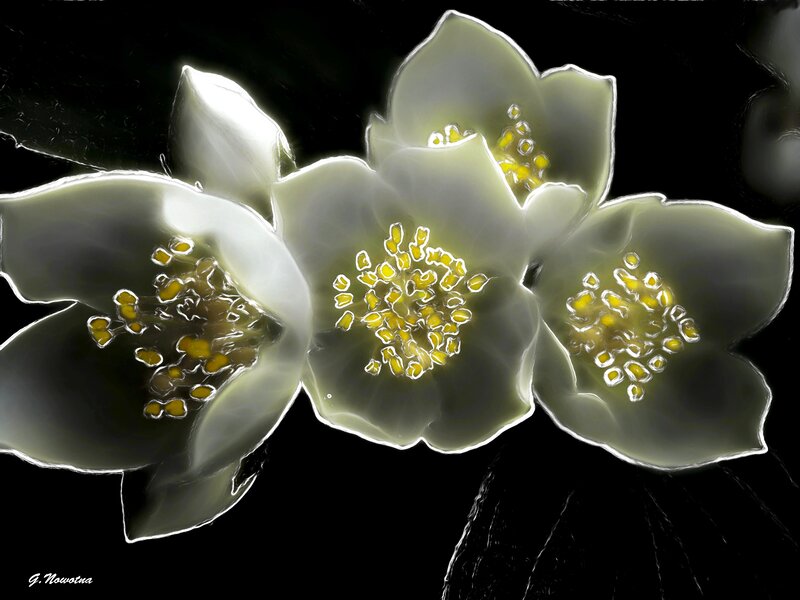 White Flowers with Yellow Stamens — Dramatic