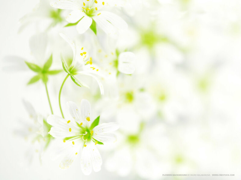 White Flowers with Yellow Stamens — Serene, Photograph