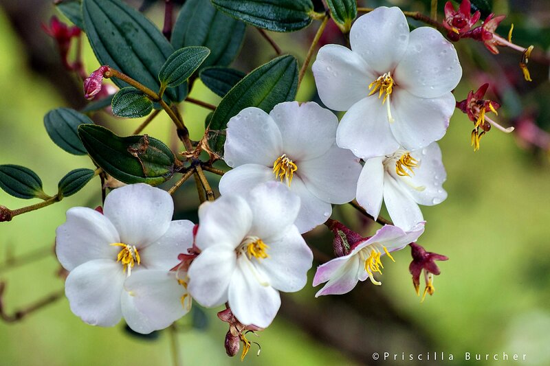 White Flowers with Yellow Stamens — Serene, Spring, Photograph