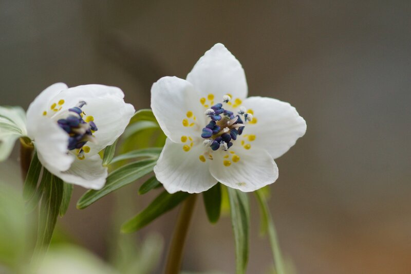 White Flowers with Yellow Stamens — Serene, Spring