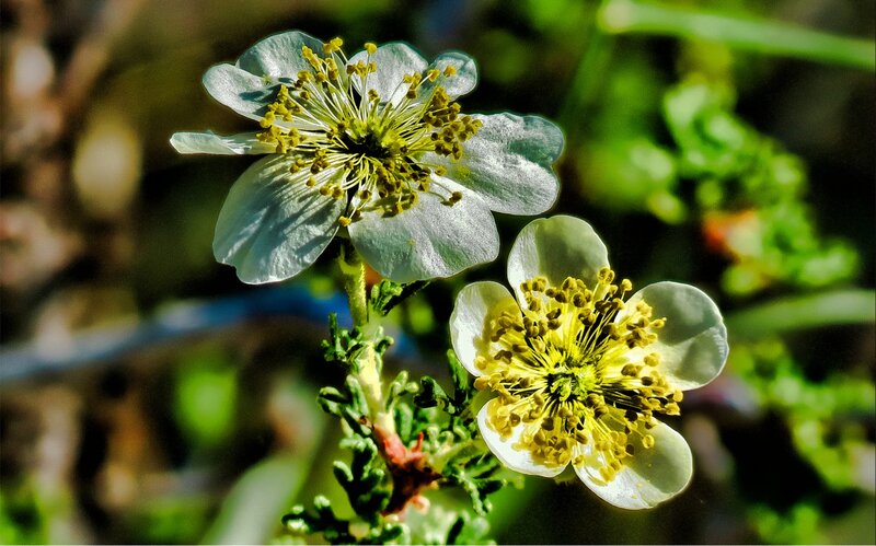 White Flowers with Yellow Stamens — Serene
