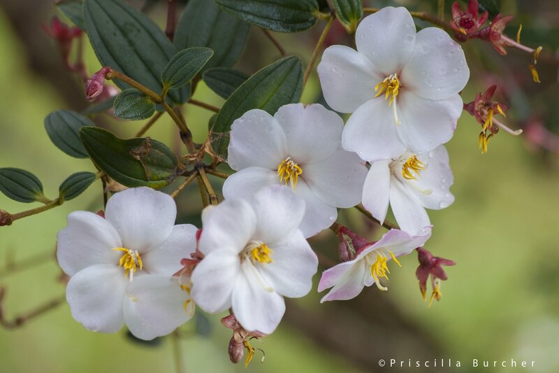 White flowers with yellow stamens